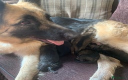 German Shepherd dogs for sale: German shepherd puppies - Image 5
