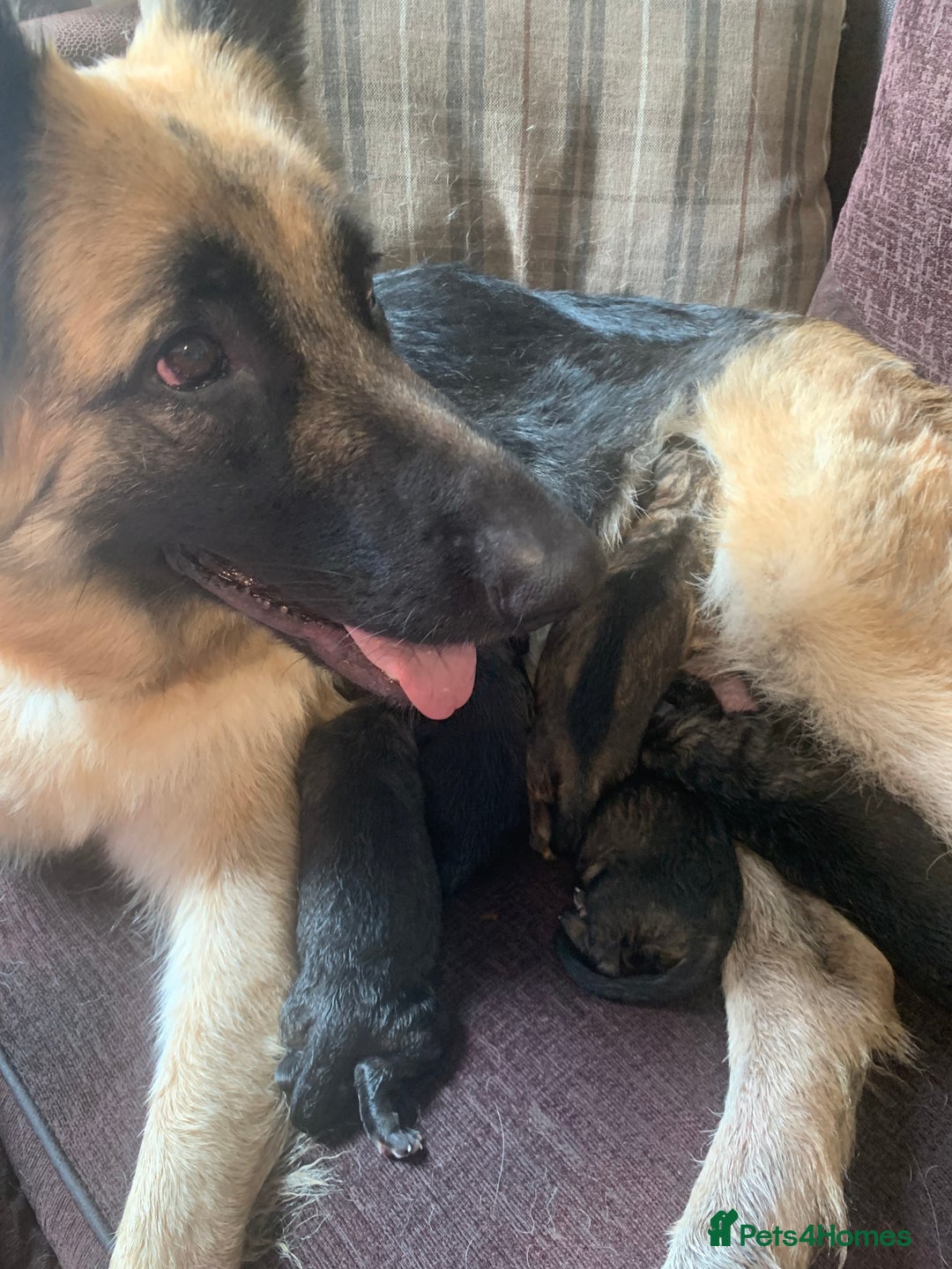 German Shepherd dogs for sale: German shepherd puppies - Image 5