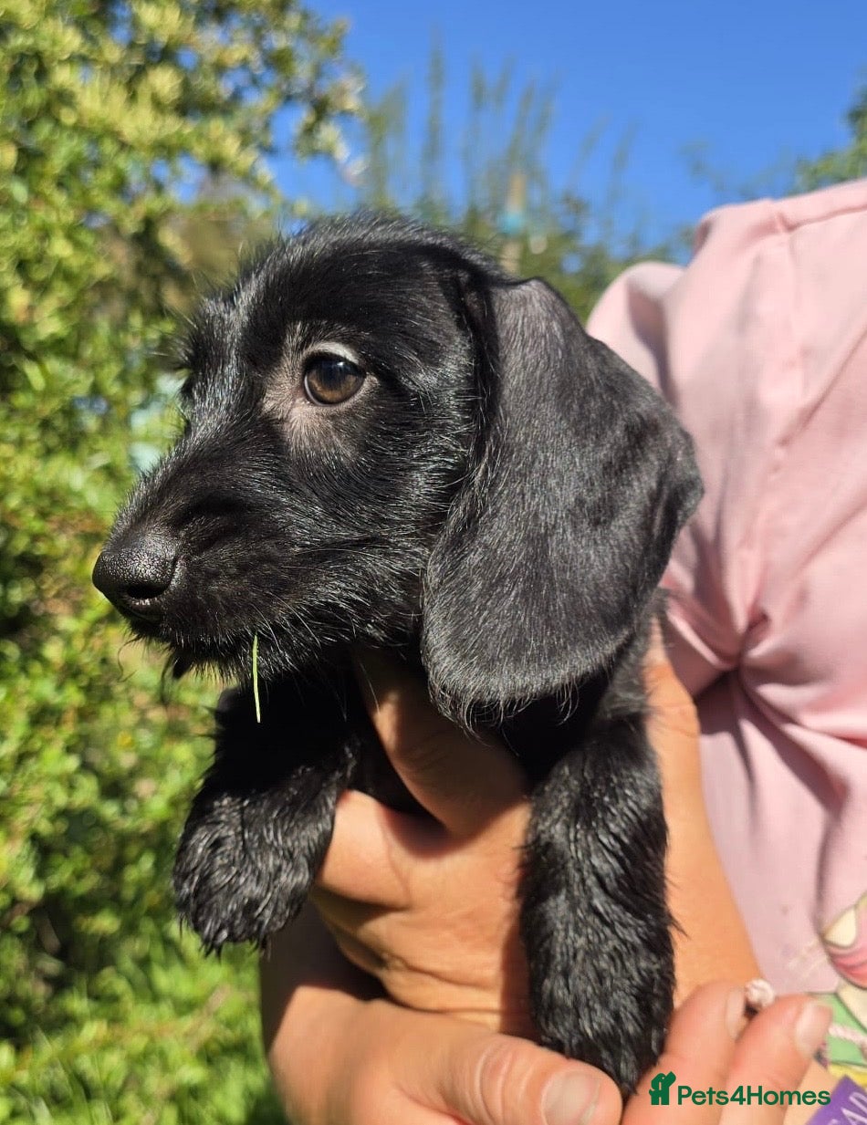 Mixed Breed dogs Gorgeous cheeky dachshund x quarter yorkie pups  - Advert 2