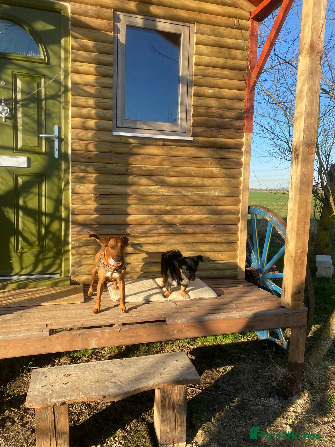 Patterdale Terrier dogs for sale: 7 Year Old Male Patterdale  - Image 7