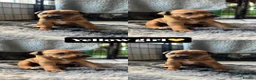 Mixed Breed dogs for sale: 1 PUP LEFT — Staffy X Rottweiler Mix Puppies - Advert 16