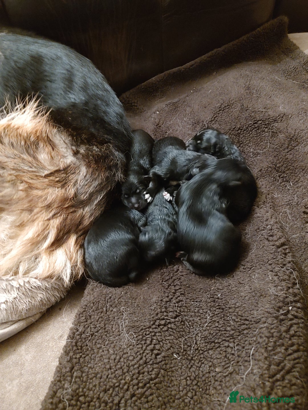 Mixed Breed dogs for sale: Shollie Puppies - GSD/short Haired Border Collie  - Advert 10