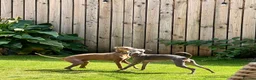 Italian Greyhound dogs for stud: STUNNING ITALIAN GREYHOUND  - Advert 8