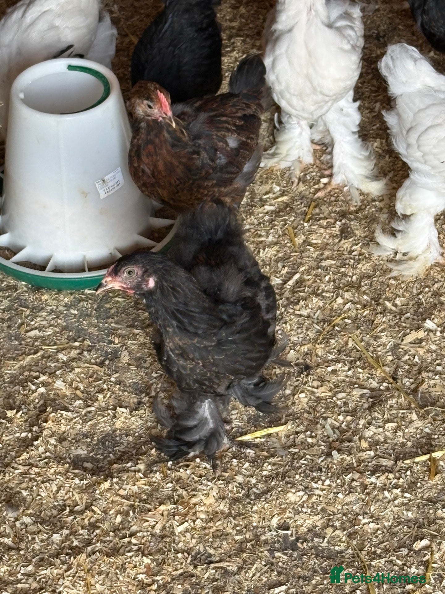 Chickens poultry Brarmha - Advert 4