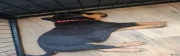 Rottweiler dogs for sale: Forever home  in Plymouth - Advert 5