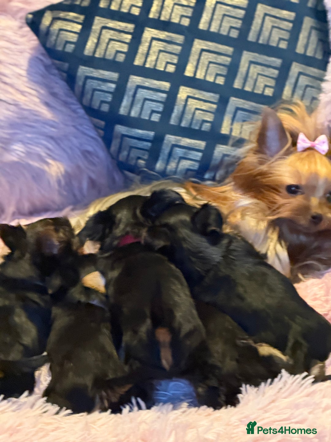 Yorkshire Terrier dogs for sale: ⭐ Yorkieshire Terrier puppies – KC Registered ⭐ - Advert 2