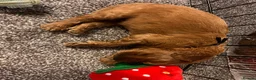 Cockapoo dogs for sale: Beautiful Cockapoo Puppies - litter of 9. in Washington - Advert 3