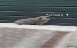 Mini Lop rabbits for sale: Gorgeous mini lop rabbits ready now  - Image 8