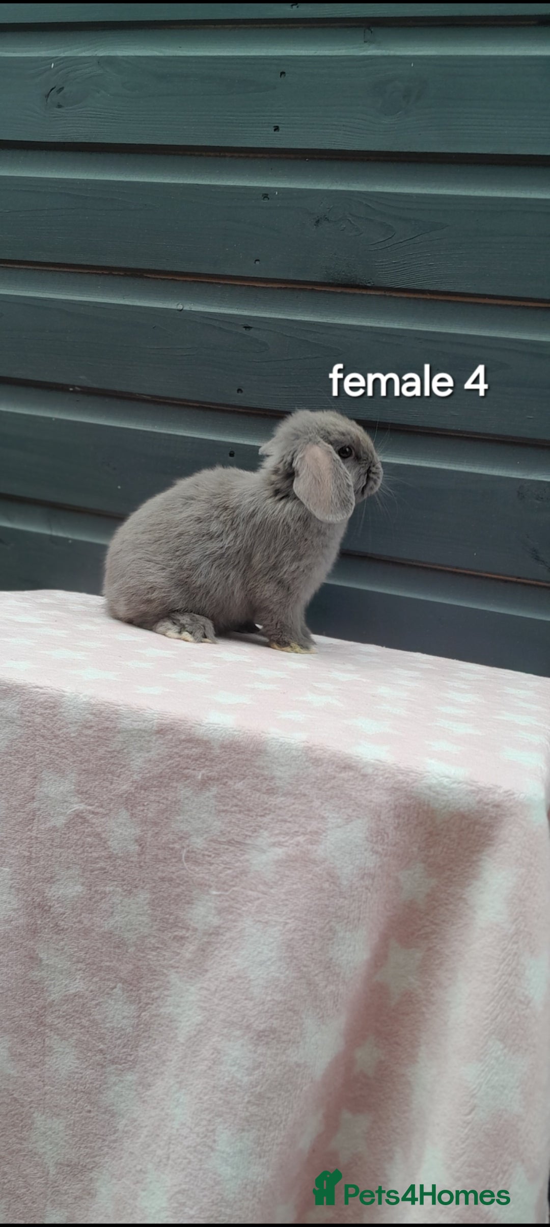 Mini Lop rabbits for sale: Gorgeous mini lop rabbits ready now  - Image 8