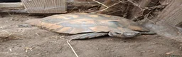 Hermann Tortoise reptiles for sale: Hermann's tortoise 🐢 mature male in Wellingborough - Advert 2