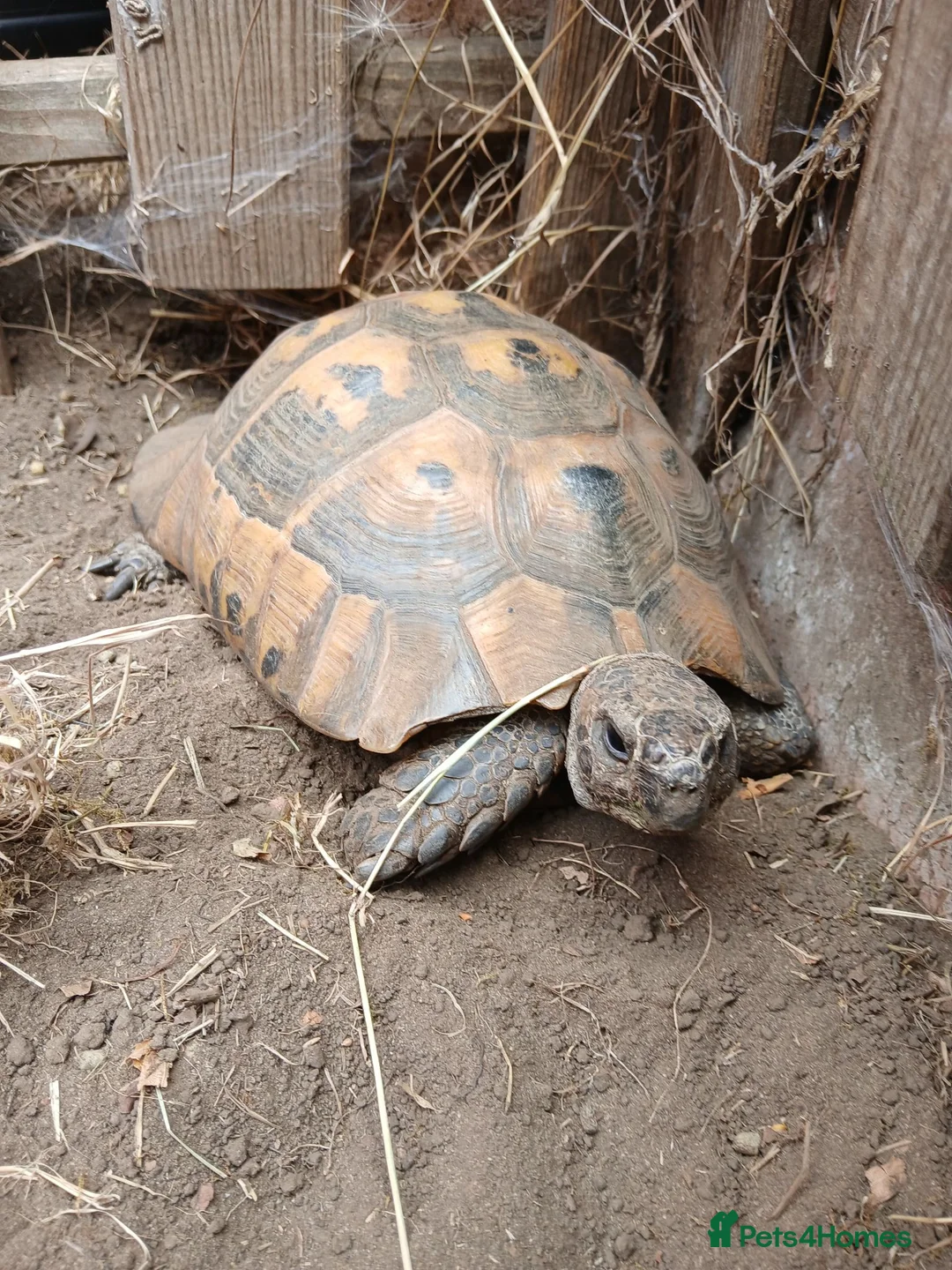 Hermann Tortoise reptiles for sale: Hermann's tortoise 🐢 mature male in Wellingborough - Advert 2