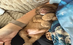 Cockapoo dogs for sale: F2bb Cockapoo Puppies-one red merle girl left ❤️ - Image 37
