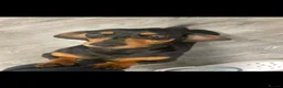 Miniature Dachshund dogs for sale: Adult male and female miniature dachshund. - Advert 1