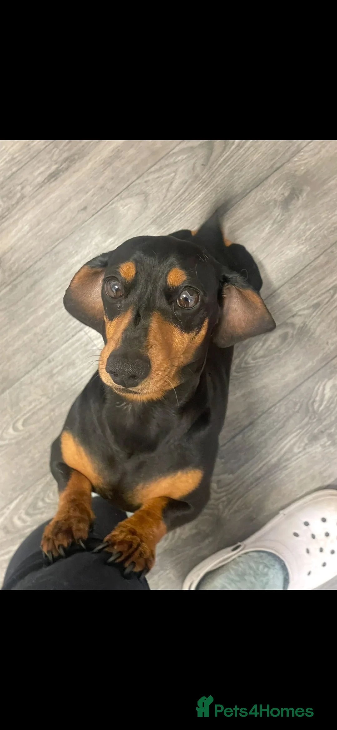 Miniature Dachshund dogs for sale: Adult male and female miniature dachshund. - Advert 1