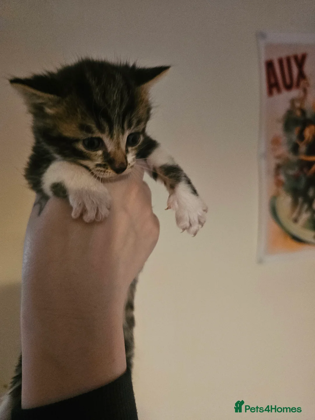 Mixed Breed cats for sale: Tabby x maincoon mix kittens - Advert 5