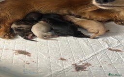 Miniature Dachshund dogs for sale: Omshantipuppies miniature dachshund puppies - Image 7
