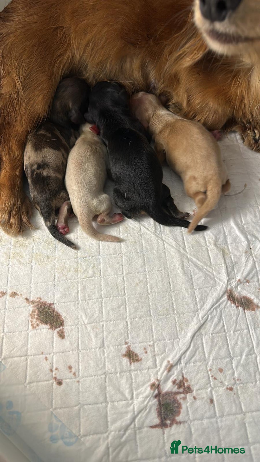 Miniature Dachshund dogs for sale: Omshantipuppies miniature dachshund puppies - Image 7