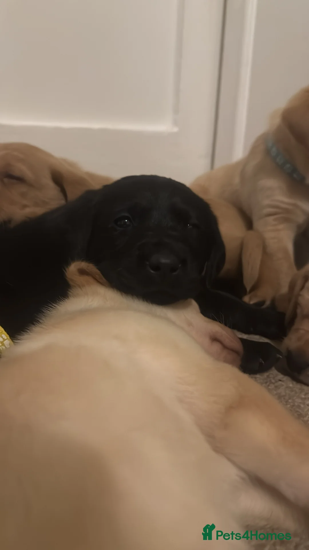 Labrador Retriever dogs for sale: Beautiful KC registered Lab boys  - Advert 9