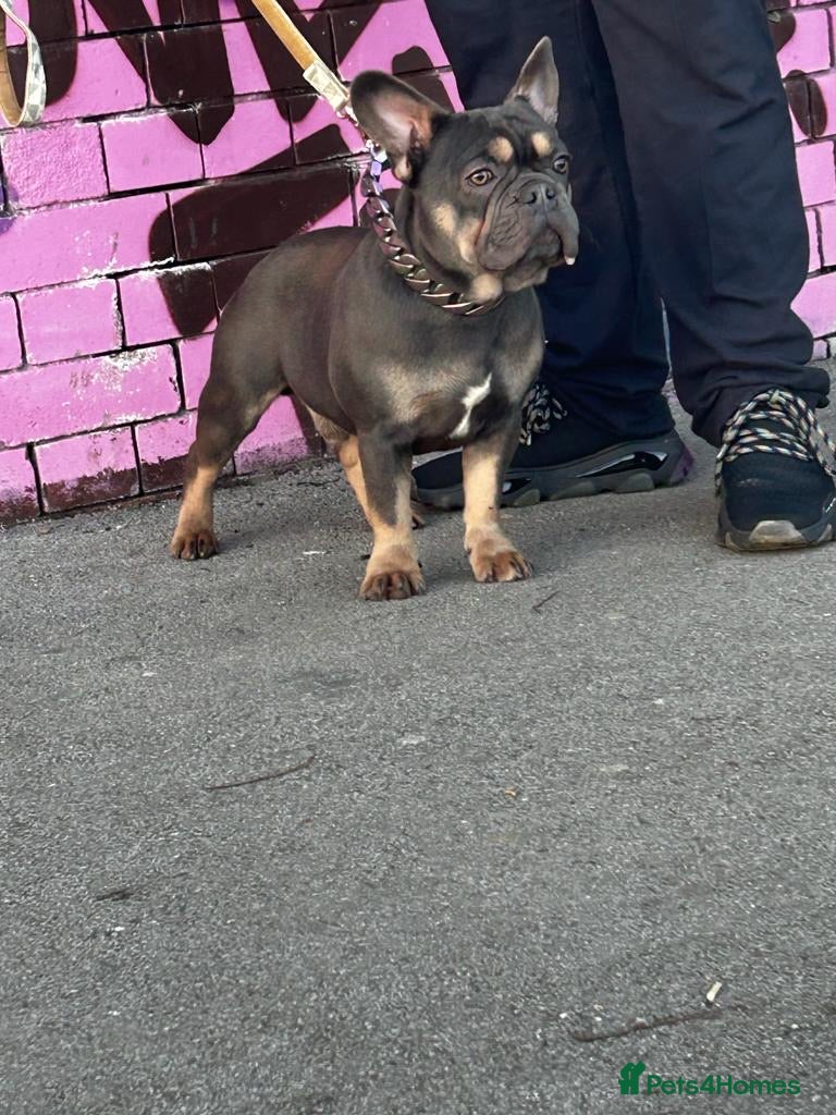 French Bulldog dogs 🚨PINK NINJA🚨 in Dewsbury - Advert 1