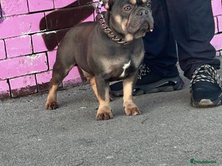 French Bulldog dogs in Dewsbury - Advert 27