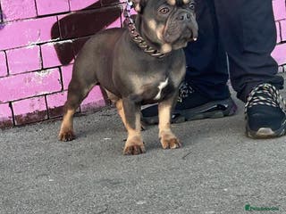 French Bulldog dogs 🚨PINK NINJA🚨 in Dewsbury - Advert 1