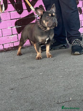 French Bulldog dogs 🚨PINK NINJA🚨 in Dewsbury - Advert 1