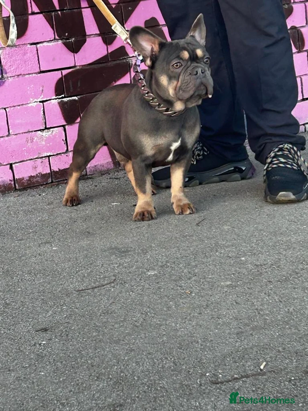 French Bulldog dogs for stud: 🚨PINK ACE NINJA🚨  **  PINK MAAJIN BU in Dewsbury - Advert 3