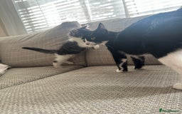 Mixed Breed cats for sale: Mixed Breed Kittens  - Image 5