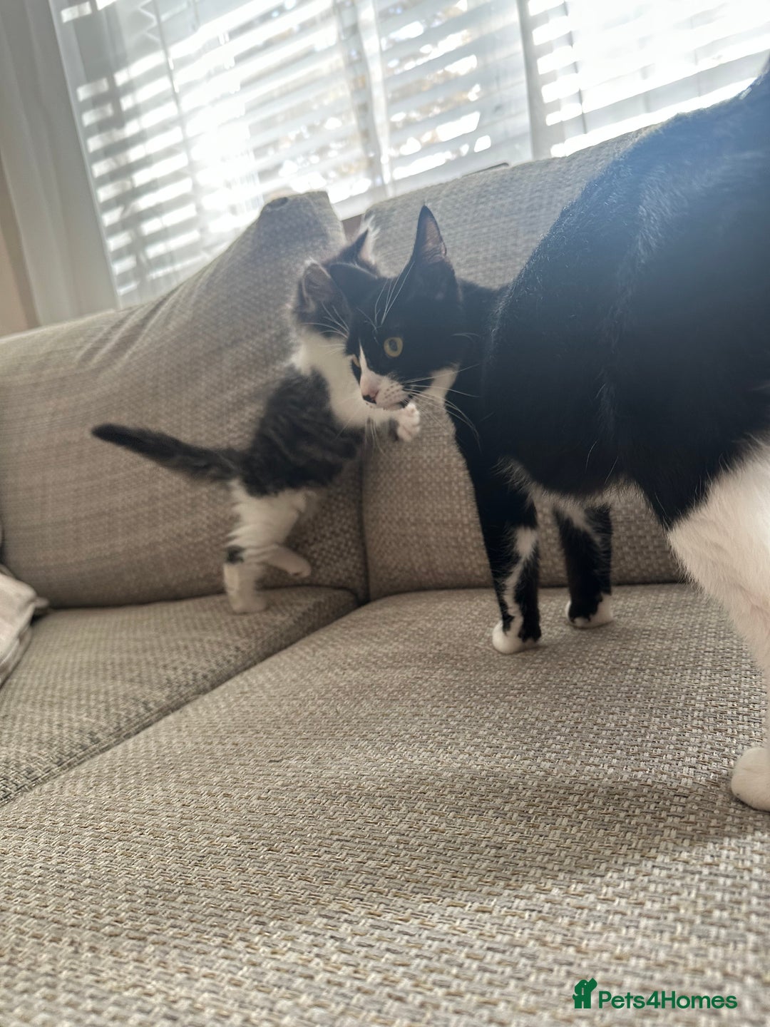 Mixed Breed cats for sale: Mixed Breed Kittens  - Image 5