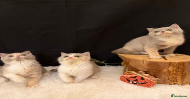 British Shorthair cats Full Pedigree Registered BSH from Trusted Breeder - Advert 3