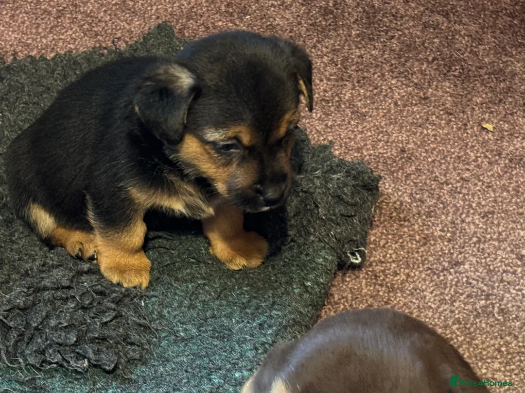 Jack Russell dogs for sale: Trad.family short legged short hair- ready!! - Advert 36