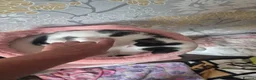 Mixed Breed cats for sale: 2 male kittens for sale in Largs - Advert 5