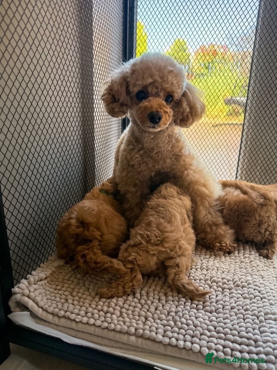Toy Poodle dogs Amazing Pure Breed Toy poodle Puppies  - Advert 7
