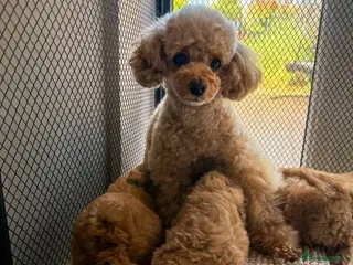 Toy Poodle dogs Amazing Pure Breed Toy poodle Puppies - Advert 7