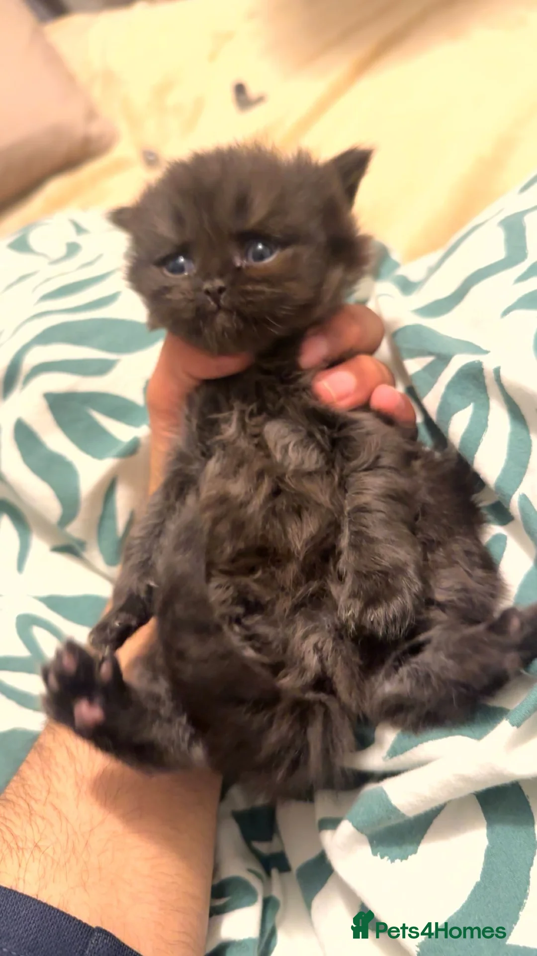 British Shorthair cats for sale: bshkittens and britishlonghair forsale - Advert 4