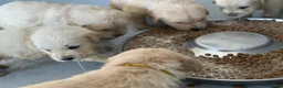 Golden Retriever dogs for sale: Golden retrievers  in Swanley - Advert 3