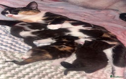Domestic Shorthair cats for sale: 2 female kittens for sale - Image 6
