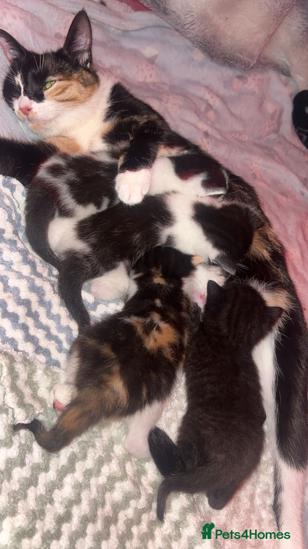 Domestic Shorthair cats for sale: 2 female kittens for sale - Image 6