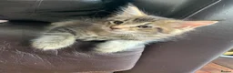 Maine Coon cats for sale: Pedigree GCCF Registered Maine Coon kittens - Advert 12