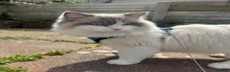 Ragdoll cats for sale: Fluffy the ragdoll  in Brighton - Advert 11