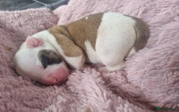 American Bulldog dogs for sale: American Bulldog puppies - Image 14