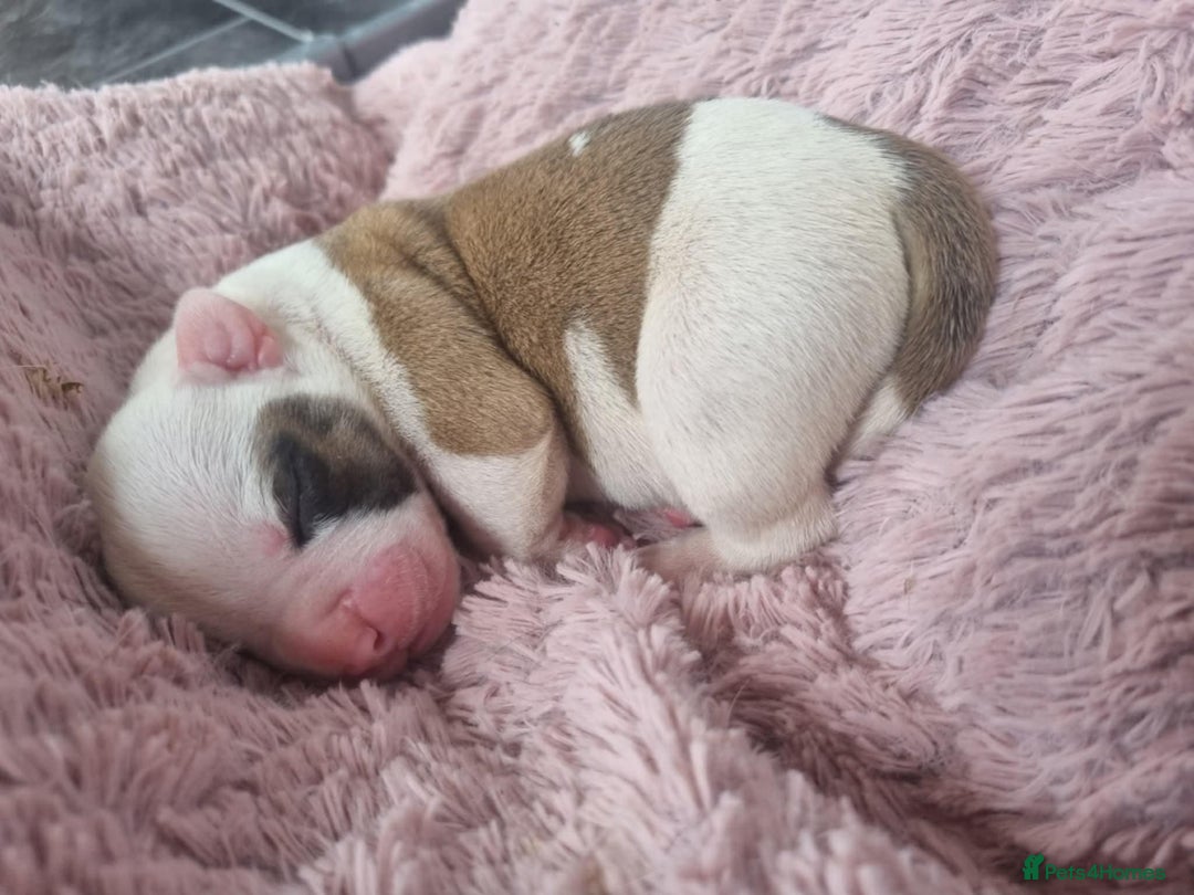 American Bulldog dogs for sale: American Bulldog puppies - Image 14