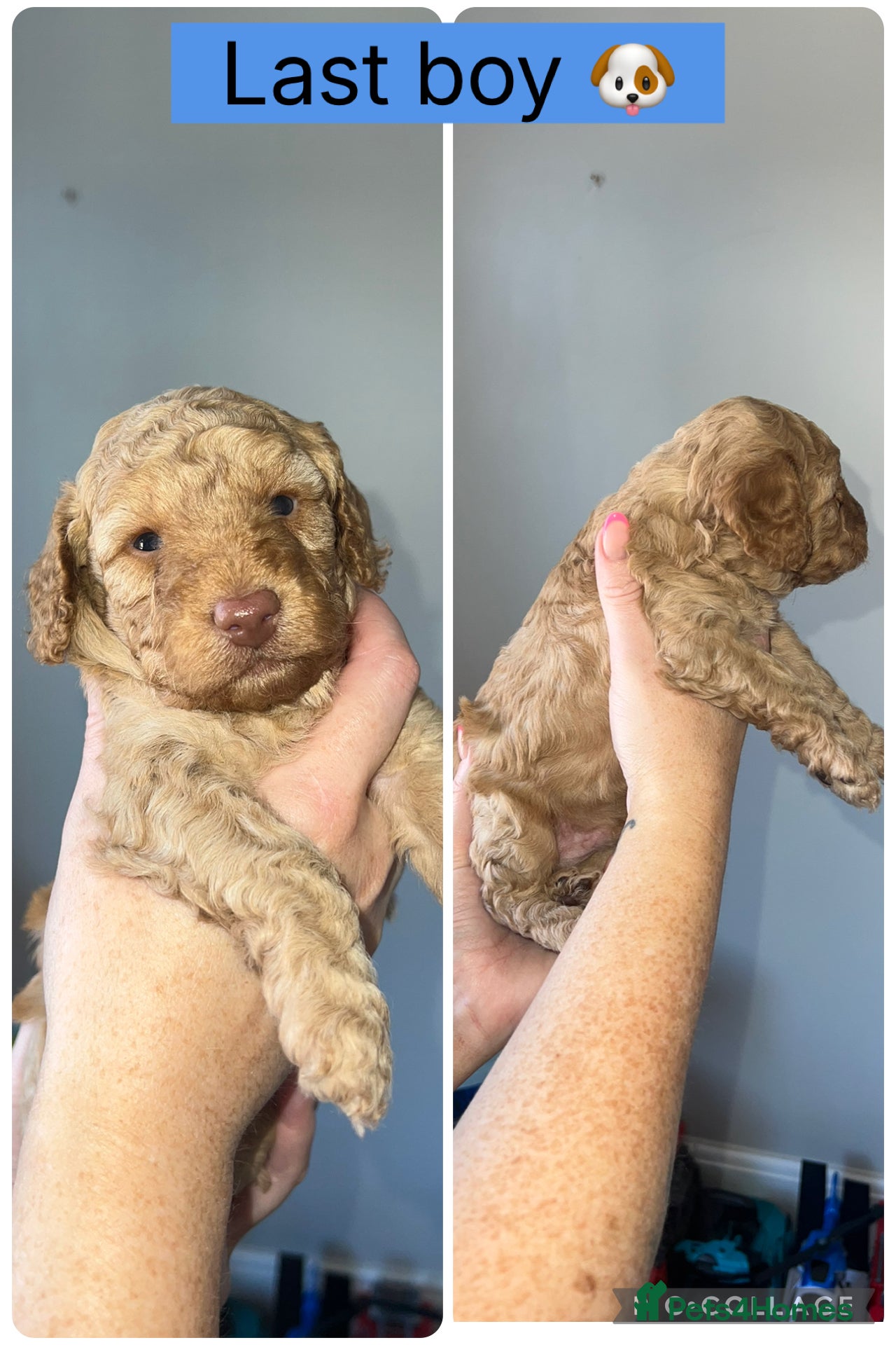 Cavapoo dogs 1 Boy Cavapoo puppy left - Advert 18
