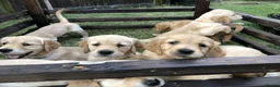 Golden Retriever dogs for sale: KC Reg Dark Red Golden Retriever-100% DNA Tested - Advert 22