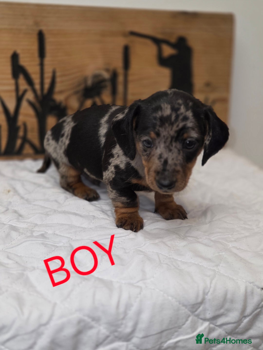 Miniature Dachshund dogs for sale: QUALITY PRA CLEAR MIN DACHSHUNDS  - Advert 15