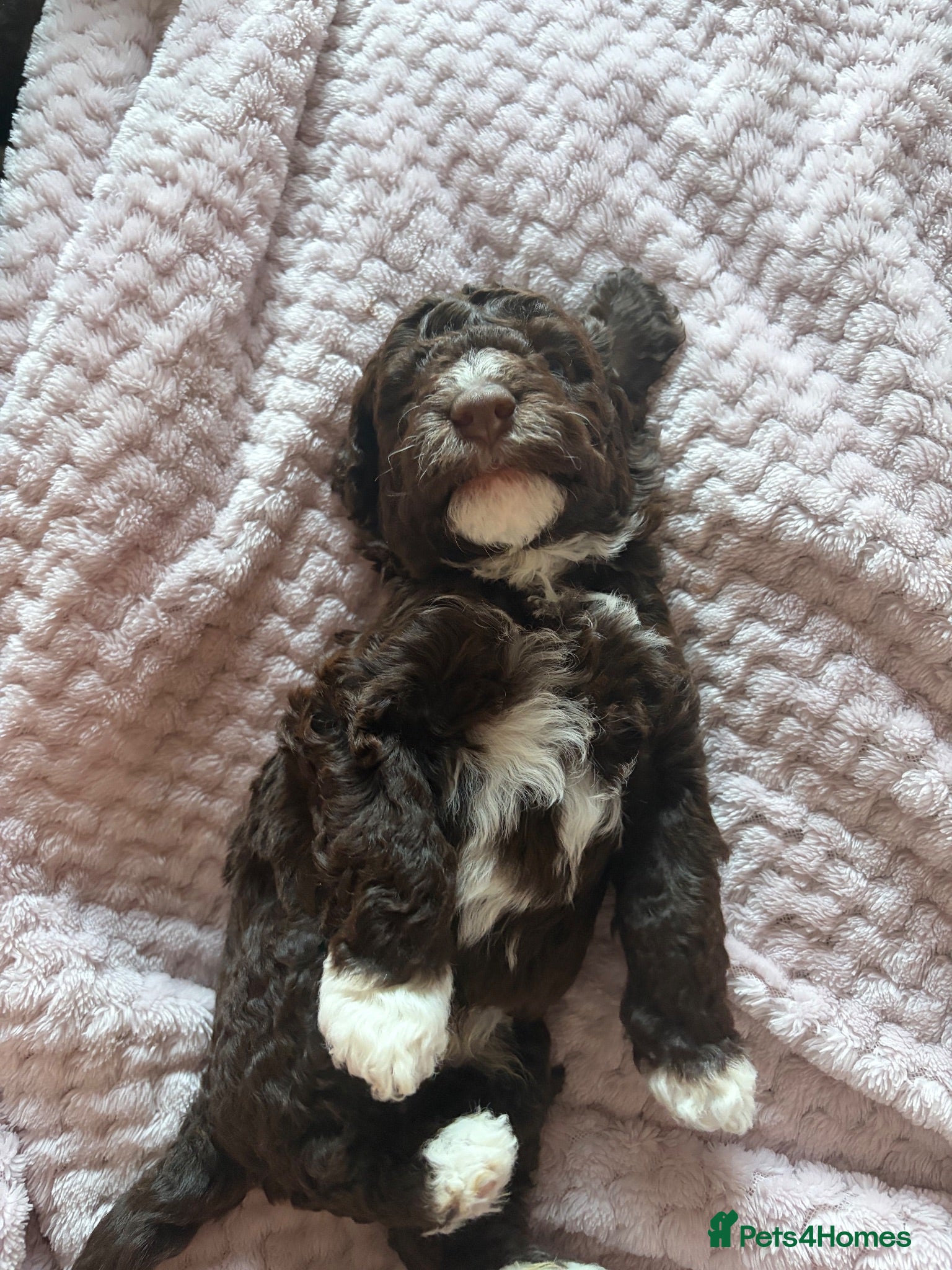 Bordoodle dogs Stunning little of colliepoo/bordoodle puppies  - Advert 2