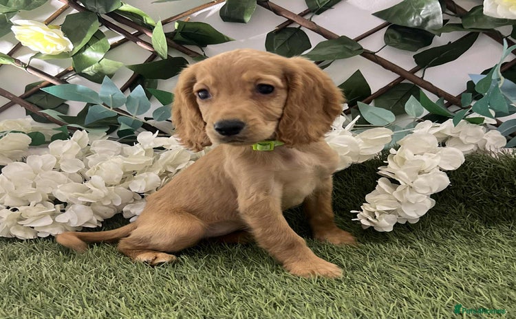 Cocker Spaniel dogs - Advert 11