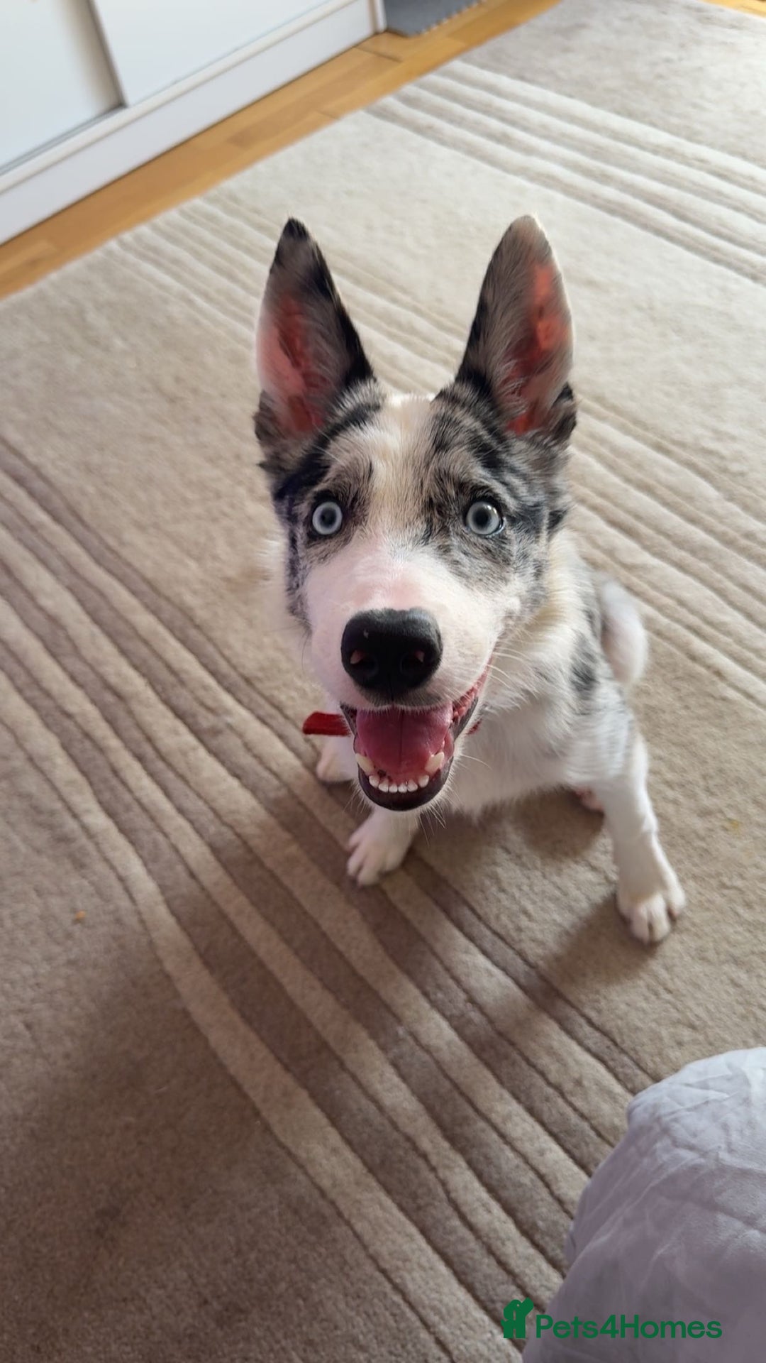 Mixed Breed dogs for sale: Blue Merle for sale  - Image 6