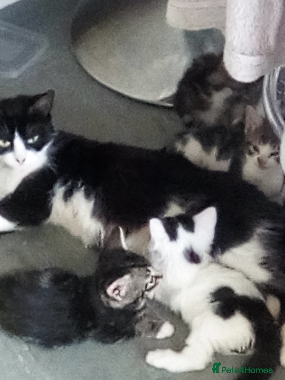 Mixed Breed cats for sale: Pretty kittens - Image 4