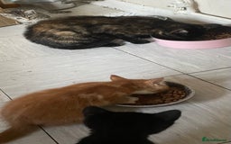 Mixed Breed cats for sale: Beautiful kitties looking for their forever homes. - Image 9